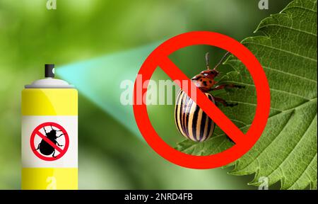 Utilisation d'insecticide pour tuer le coléoptère de la pomme de terre du Colorado à l'extérieur Banque D'Images