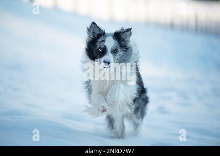 Border Collie dans paysage d'hiver Banque D'Images