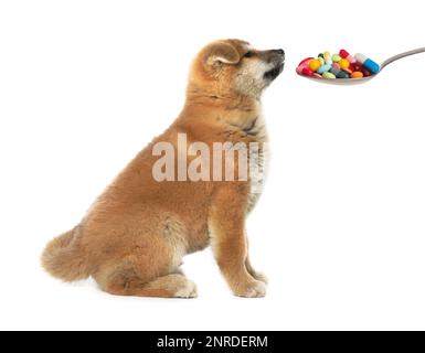 Mignon Akita Inu chiot et cuillère plein de différentes pilules sur fond blanc. Vitamines pour animaux Banque D'Images