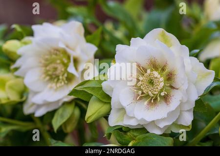 Helleborus orientalis Double Ellen White Spotted macro Banque D'Images