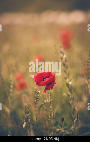Fleur de Poppie en plein soleil dans le champ sauvage. Photo de haute qualité Banque D'Images