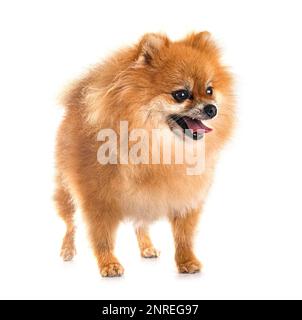 pomeranian senior devant un fond blanc Banque D'Images