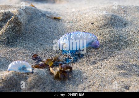 Caravelle portugaise (Physalia Physalis), également connue sous le nom de frégate portugaise, bateau portugais, mauvaise eau, aquaviva, gelée bleue ou fausse Banque D'Images