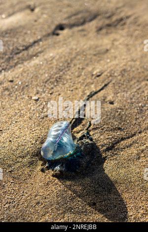 Caravelle portugaise (Physalia Physalis), également connue sous le nom de frégate portugaise, bateau portugais, mauvaise eau, aquaviva, gelée bleue ou fausse Banque D'Images