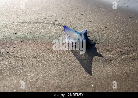 Caravelle portugaise (Physalia Physalis), également connue sous le nom de frégate portugaise, bateau portugais, mauvaise eau, aquaviva, gelée bleue ou fausse Banque D'Images