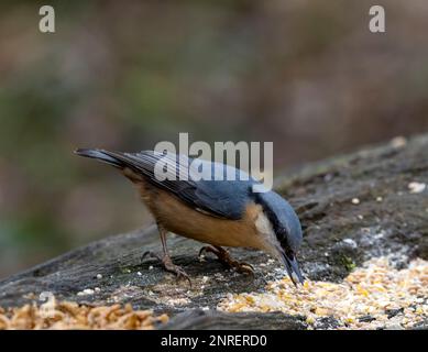 Un beau Nathach, (Sitta europaea), mangeant des graines d'une station d'alimentation d'oiseaux sur une vieille bûche Banque D'Images