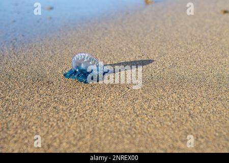 Caravelle portugaise (Physalia Physalis), également connue sous le nom de frégate portugaise, bateau portugais, mauvaise eau, aquaviva, gelée bleue ou fausse Banque D'Images