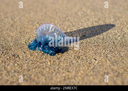 Caravelle portugaise (Physalia Physalis), également connue sous le nom de frégate portugaise, bateau portugais, mauvaise eau, aquaviva, gelée bleue ou fausse Banque D'Images