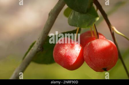 Trois pommes naines rouges pendent sur une branche en été, en gros plan sur un fond flou Banque D'Images