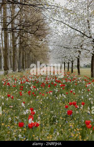 Tulipes de printemps rouges avec des fleurs sauvages entre une rangée d'arbres Banque D'Images