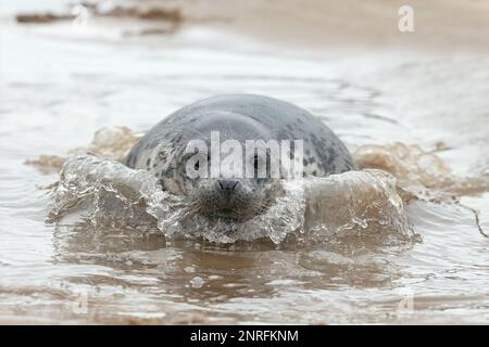 Phoque gris de l'Atlantique, Halichoerus grypus, pupe à 6 semaines de baignade dans une piscine à marée. Norfolk janvier Banque D'Images