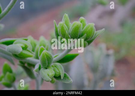 Komatsu Green macro sur le balcon Banque D'Images