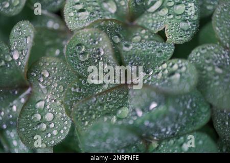 Trèfle à quatre feuilles recouvert de gouttes d'eau Banque D'Images