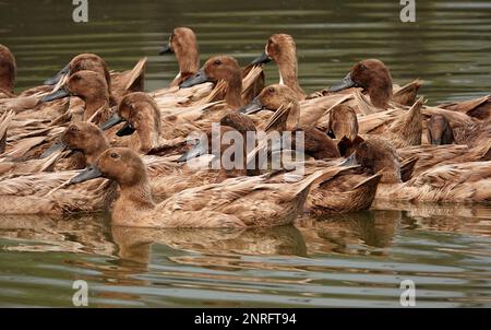 Un troupeau de canards flottant paisiblement au sommet d'un lac scintillant, illuminé par la lumière du soleil Banque D'Images