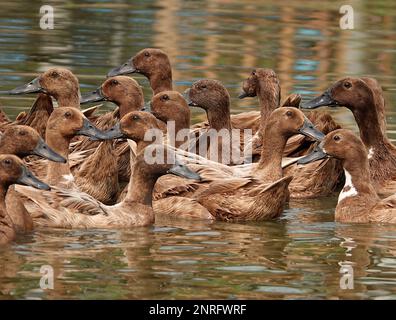 Un troupeau de canards perchés à la surface d'un plan d'eau tranquille, se rassemblant à proximité Banque D'Images