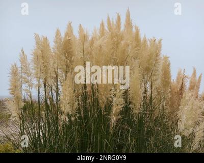 L'herbe des dunes se balançant dans le vent Banque D'Images