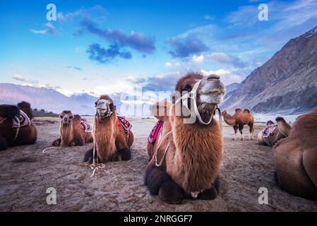 Leh Inde safari à dos de chameau dans le désert Banque D'Images