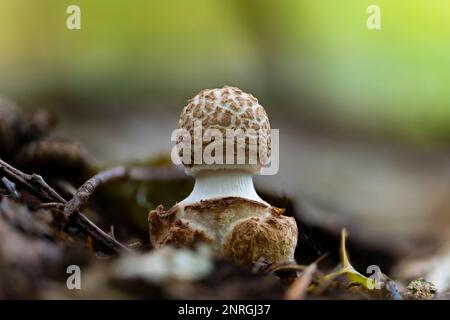 Un gros plan d'un très jeune champignon de la calotte de la mort fausse (Amanita citrina). Un champignon toxique, mais pas aussi dangereux que la véritable calotte de la mort. Banque D'Images