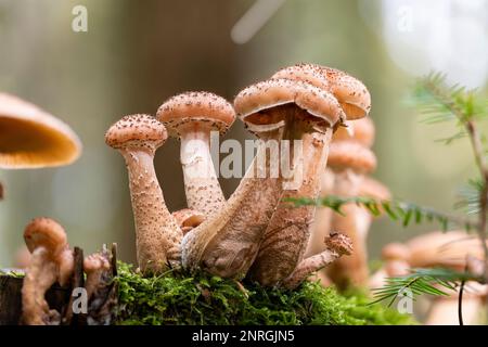 Un groupe de jeunes champignons au miel (Armillaria ostoya). La consommation de ce champignon n'est sûre qu'après une ébullition suffisante. Banque D'Images