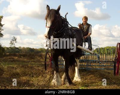 Homme à cheval shire avec haymaking traditionnel Banque D'Images