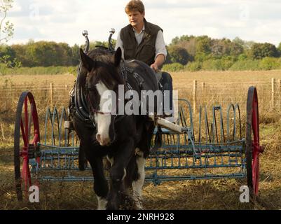 Homme à cheval shire avec haymaking traditionnel Banque D'Images