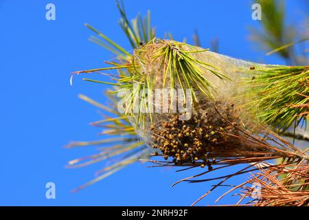 Pine Procestary Nest, l'Ametlla de Mar, Costa Dorada, Espagne Banque D'Images