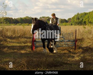 Homme à cheval shire avec haymaking traditionnel Banque D'Images