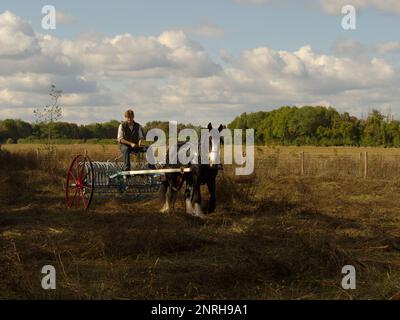 Homme à cheval shire avec haymaking traditionnel Banque D'Images