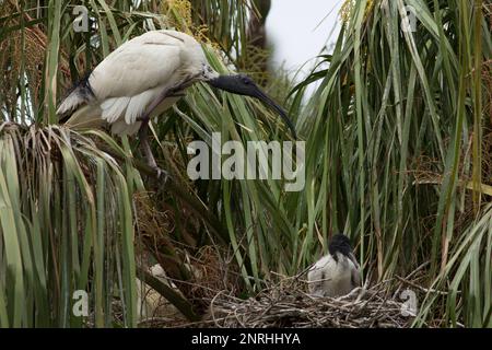 Ibis blanc australien à son nid dans un palmier prenant soin d'un seul poussin. Banque D'Images