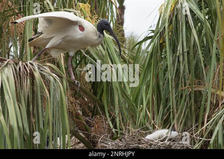 Ibis blanc australien à son nid dans un palmier prenant soin d'un seul poussin. Banque D'Images