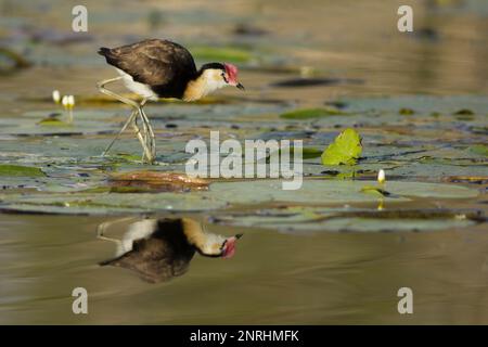 Peigne Jacana à crête marchant sur des coussins de nénuphars. Irediparra gallinacea Bundaberg Australie Banque D'Images