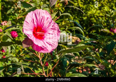 Hibiscus rouge (Hibiscus rosa-sinensis) fleurs dans les jardins du château de Trauttmansdorff. Banque D'Images