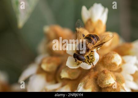 Eristalis tenax, voler en drone Banque D'Images