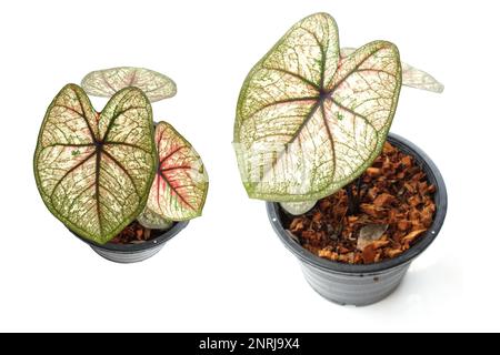 Caladiums plante bicolore isolée sur fond blanc Banque D'Images