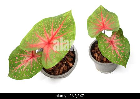 Caladiums plante bicolore isolée sur fond blanc Banque D'Images