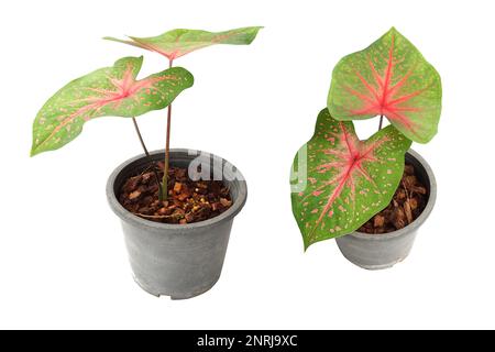 Caladiums plante bicolore isolée sur fond blanc Banque D'Images