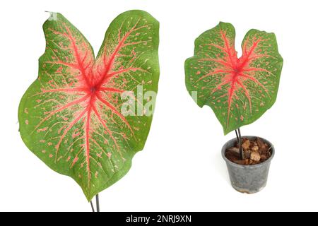 Caladiums plante bicolore isolée sur fond blanc Banque D'Images