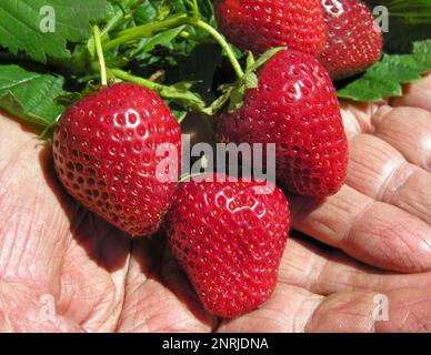 La main du jardinier montrant belle état du fraisier croissante Banque D'Images