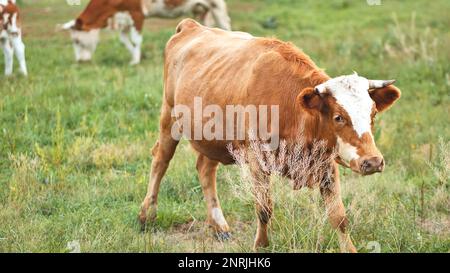 Vaches rouges paissant dans un pâturage par jour nuageux. Banque D'Images