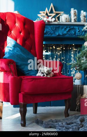 Chien Chihuahua près de l'arbre de Noël et des lumières dans la salle de séjour de l'hôtel ou de la maison avec un oreiller bleu et une chaise rouge classique. Banque D'Images