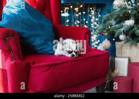 Chien Chihuahua près de l'arbre de Noël et des lumières dans la salle de séjour de l'hôtel ou de la maison avec un oreiller bleu et une chaise rouge classique. Banque D'Images