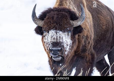 Un grand bison américain qui traverse un paysage enneigé en hiver Banque D'Images