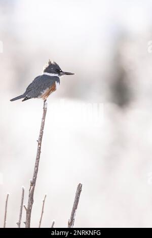 Photo verticale d'un kingfisher avec ceinture perché sur une branche d'arbre dans une forêt enneigée Banque D'Images