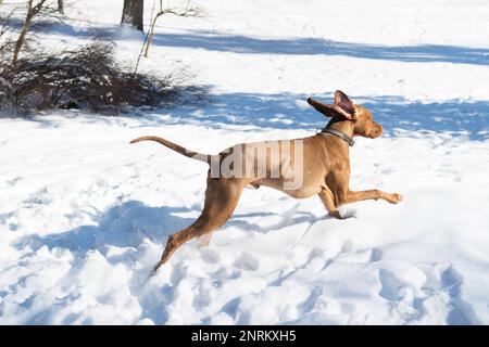 Joli petit fil hongrois poil pointeur chien Vizsla portant collier en cuir courant et jouant avec le chien de race jouet et beagle sur un manteau de neige Banque D'Images
