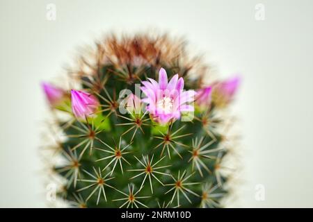 Gros plan du cactus vert Mammillaria avec fleurs roses. Tendresse barbelée Banque D'Images