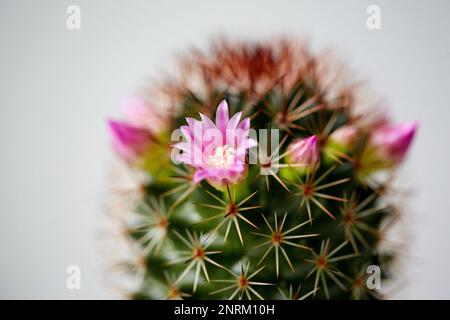 Gros plan du cactus vert Mammillaria avec fleurs roses. Tendresse barbelée Banque D'Images