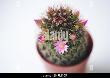 Gros plan du cactus vert Mammillaria avec fleurs roses. Tendresse barbelée Banque D'Images