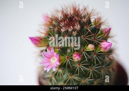 Gros plan du cactus vert Mammillaria avec fleurs roses. Tendresse barbelée Banque D'Images