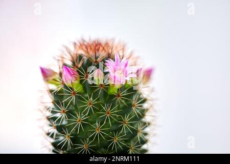 Gros plan du cactus vert Mammillaria avec fleurs roses. Tendresse barbelée Banque D'Images