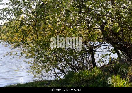 La fille est à peine visible assise sur la rive parmi les arbres près de la rivière pittoresque en été en Russie. Banque D'Images